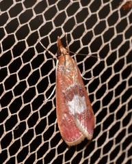 Syntonarcha vulnerata