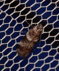Calguia defiguralis