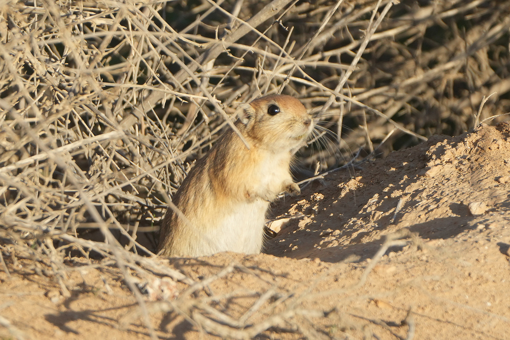 Sandy Rats Fat Sand Rat from באר שבע, ישראל on February 5, 2026 at 04:29 PM by ...