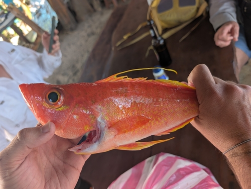 Rose thread-fin bass (Hemanthias peruanus) — Serranidae — 5