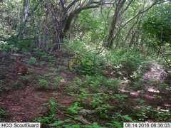 Sylvilagus cunicularius insolitus