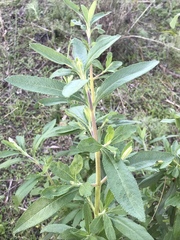 Salvia mellifera