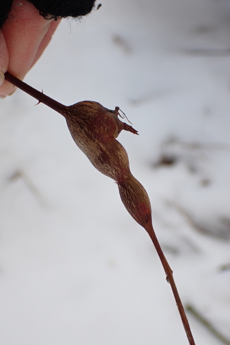 Unknown species found near Centre County, PA, USA