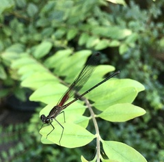 Hetaerina rosea