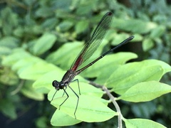 Hetaerina rosea