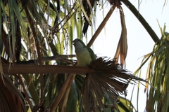 Myiopsitta monachus