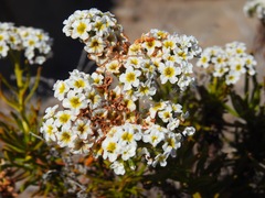 Heliotropium stenophyllum