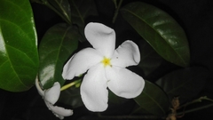 Rauvolfioideae