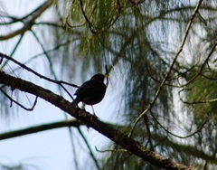 Turdus rufitorques