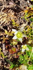 Gentianella filipes