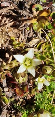 Gentianella filipes