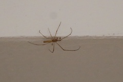 Tetragnatha