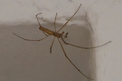 Tetragnatha