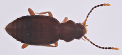 Lesteva cribratula