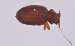 Dasycerus carolinensis