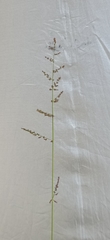 Urochloa mutica