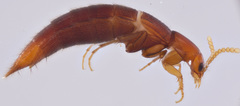 Ischnosoma lecontei