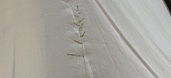 Urochloa mutica