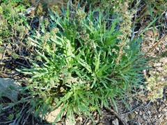 Deinandra minthornii