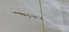 Urochloa mutica