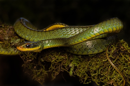 Two-headed Sipo, Chironius bicarinatus