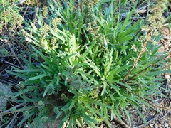 Deinandra minthornii