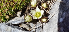 Gentianella filipes