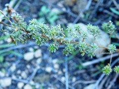 Deinandra minthornii