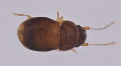 Ptiliidae