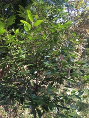 Cinnamomum verum