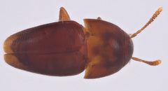 Ptomaphagus