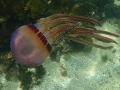 Thysanostoma