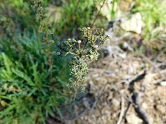 Deinandra minthornii