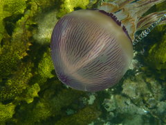 Thysanostoma