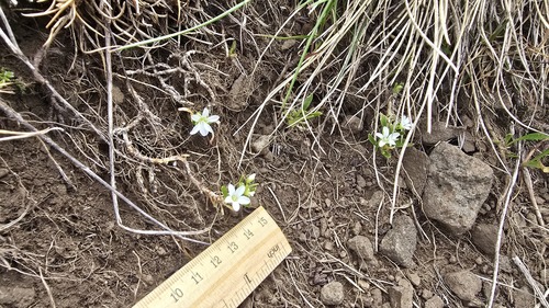 Montia australasica, photograph 4