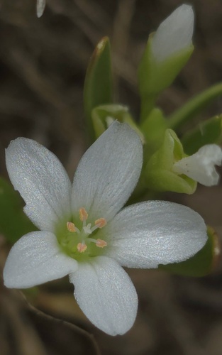 Montia australasica, photograph 3