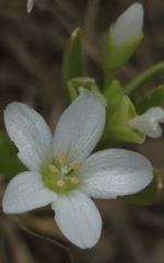 Montia australasica, photograph (c) Petra Holland, some rights reserved (CC BY)