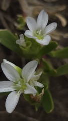 Montia australasica, photograph (c) Petra Holland, some rights reserved (CC BY)