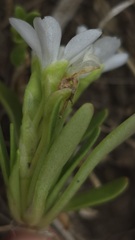 Montia australasica, photograph (c) Petra Holland, some rights reserved (CC BY)