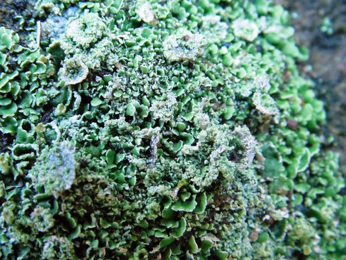 Cladonia firma image
