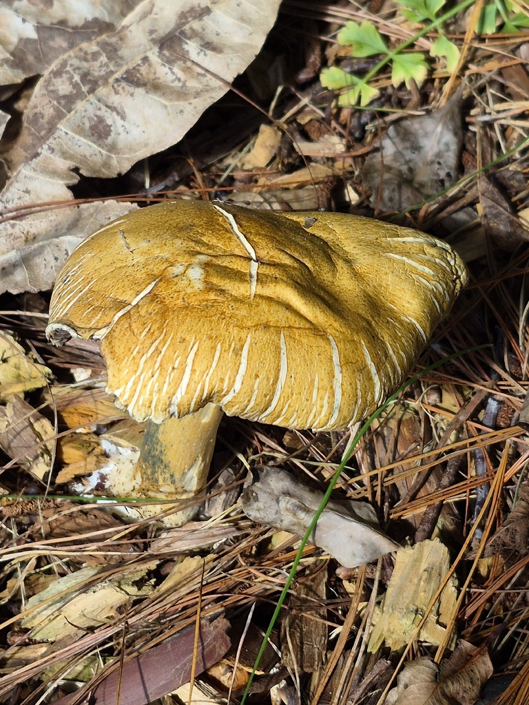 Stropharia rugosoannulata · February 2026 · photo: © prosperosity (iNaturalist, cc-by)