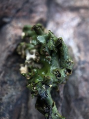 Dermatocarpon luridum