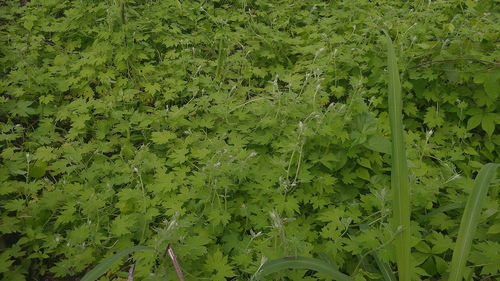 Gronovia scandens (Gronovia scandens)