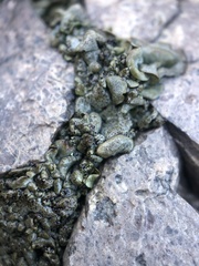 Dermatocarpon luridum