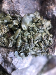 Dermatocarpon luridum