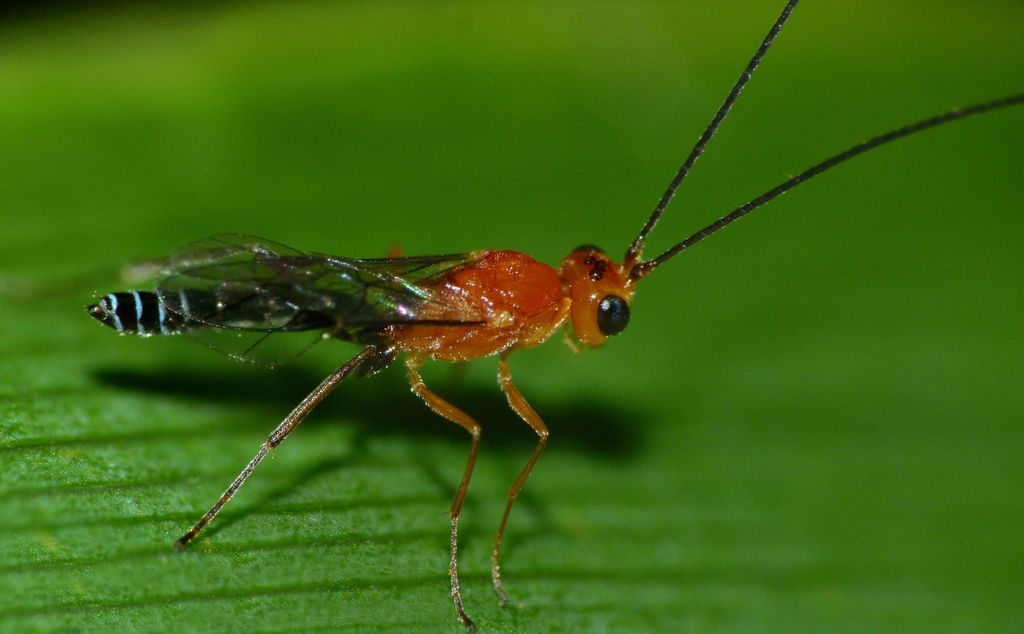 Oedemopsini