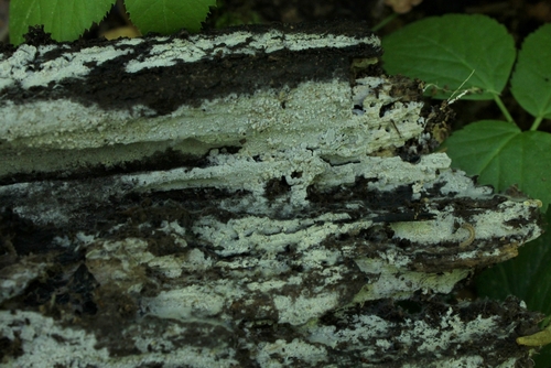 Subulicystidium longisporum observed 2024-04-22