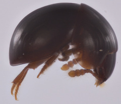 Agathidium gallititillo