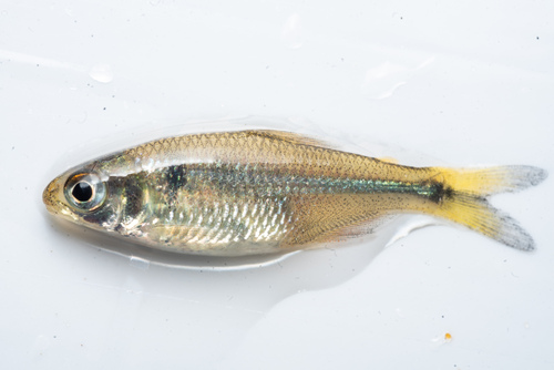 Ihering's tetra (Bryconamericus iheringii) — Characidae — 2