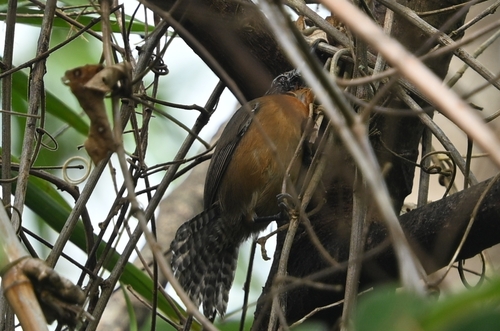 Rufous-breasted Wren (Pheugopedius rutilus), photo 4